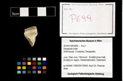 Foto (Objekt + Etikett) von Decapoda indet.  (NHMW-GEO-2014-0194-0699)